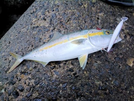 ショアジギでヤズ