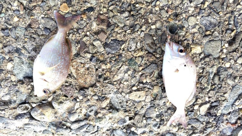 ダメダメの11月スタート