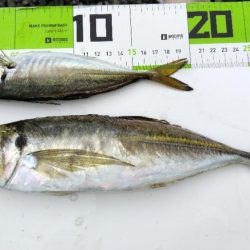 アジ大漁
