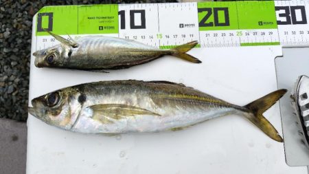 アジ大漁