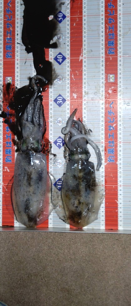 リメイク餌木で2連発🦑