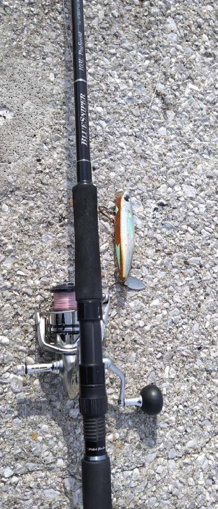 青物トップ狙いで自己最長チヌ!?