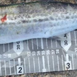 鰤はフック折れで逃した…(泣)