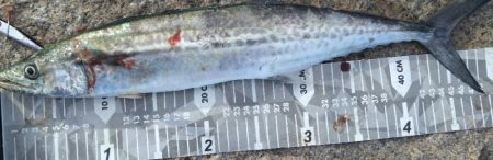 鰤はフック折れで逃した…(泣)