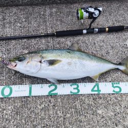 ㊗️初メジロおめでとう㊗️