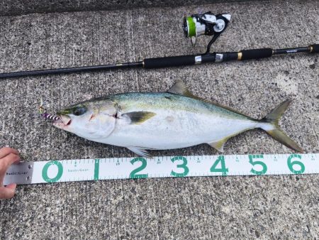 ㊗️初メジロおめでとう㊗️