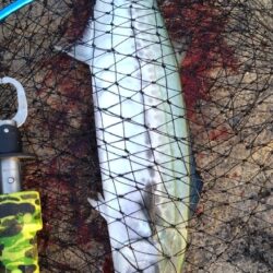 水鳥達が周辺で沢山居たけど…