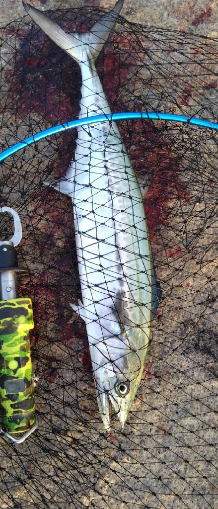 水鳥達が周辺で沢山居たけど…