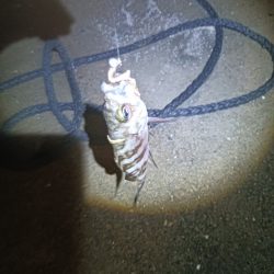 地味に五目釣り達成