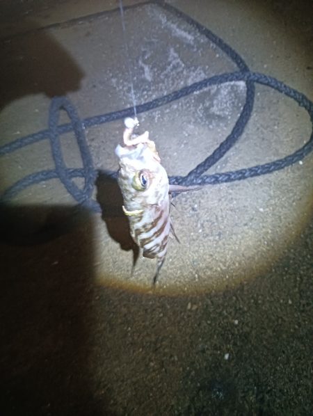 地味に五目釣り達成