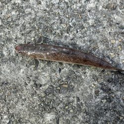 ESOに取り憑かれてます…