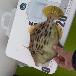 カワハギ◎みのすけ