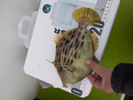 カワハギ◎みのすけ