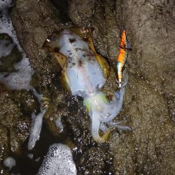 第五回2025秋エギング調査