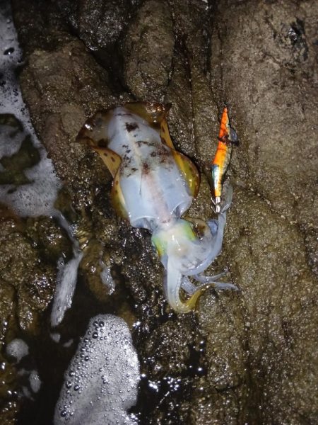 第五回2025秋エギング調査