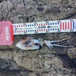 2025秋終盤第六回エギング調査