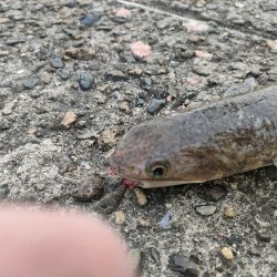 朝、夕まずめのダブルヘッダー