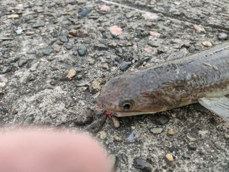 朝、夕まずめのダブルヘッダー