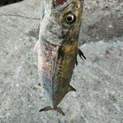 3週間ぶりに今ｼｰｽﾞﾝ5匹目