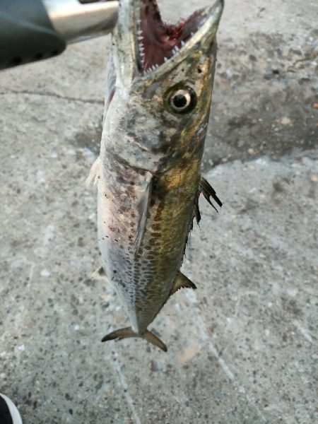 3週間ぶりに今ｼｰｽﾞﾝ5匹目