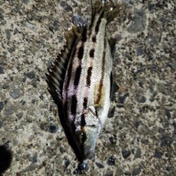 渋い中なんとか