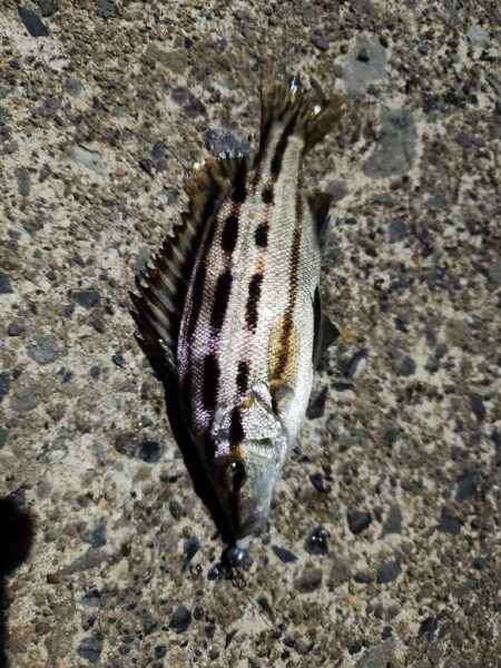 渋い中なんとか