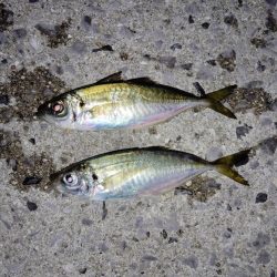 釣れてます、でんごですが