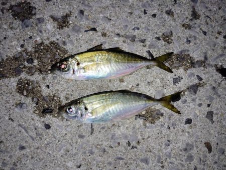 釣れてます、でんごですが