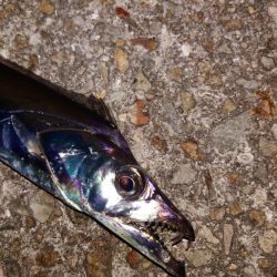 引き釣り 4