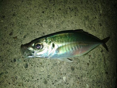 フロートゲーム～