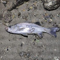 3バラし💦取りたかった。