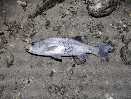 3バラし💦取りたかった。