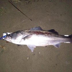 シーバスランカー＋おまけ