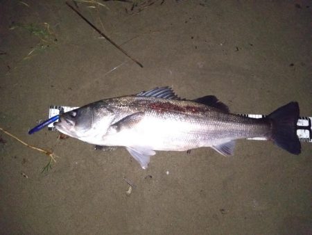 シーバスランカー＋おまけ