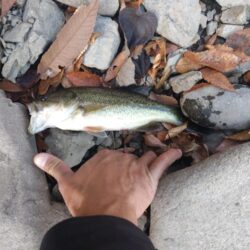 リアクションの釣りで3本