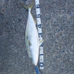 お久しぶりです！