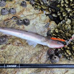 巻き網でベイトのイワシ取られてた！