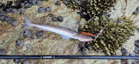 巻き網でベイトのイワシ取られてた！