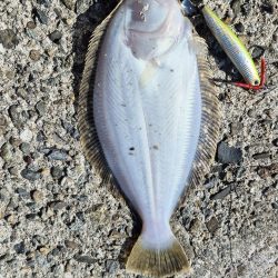 みんな青物は何処へ