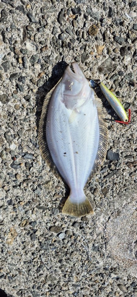 みんな青物は何処へ