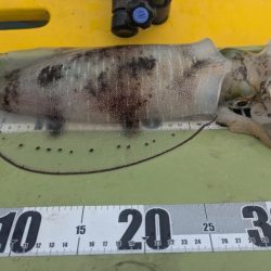 怒涛の5連チャン!でもその後は