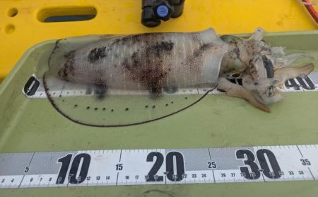 怒涛の5連チャン!でもその後は