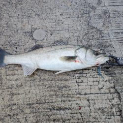 夜から朝マズメのダブルヘッダー。