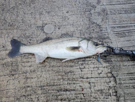 夜から朝マズメのダブルヘッダー。