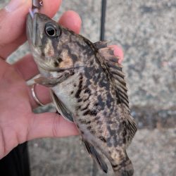 青森遠征ライトロック1日目