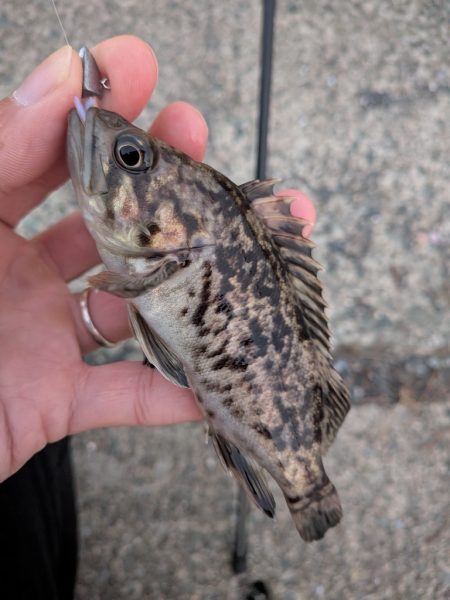 青森遠征ライトロック1日目