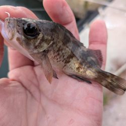 青森遠征ライトロック2日目アイナメ登場