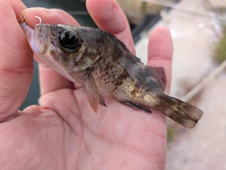 青森遠征ライトロック2日目アイナメ登場