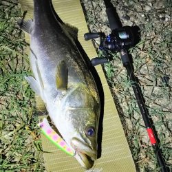 連日のシーバス調査