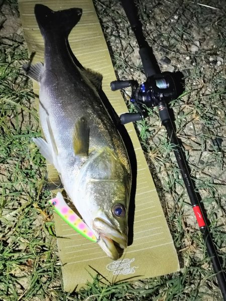 連日のシーバス調査